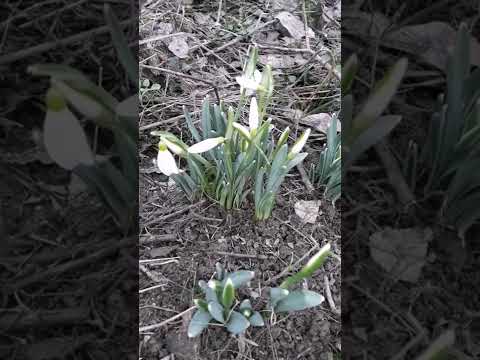 Video: Snowdrop Flowers - Cómo plantar y cuidar las campanillas