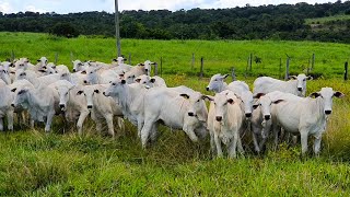 Meu Lucro Em Um Ano com 100 Novilhas de Corte