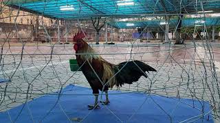 Con gà có tiếng gáy như tiếng người cười
