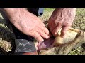 how to skin a possum step by step. svord knives