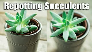 Repotting Succulents | The best way to repot succulents AND houseplants
