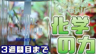 【経過報告】ブライティKの緩衝性とイオン交換樹脂で、アンモニア+苔撲滅!? 水草水槽立ち上げ3週間目までの記録【ふぶきテトラ】