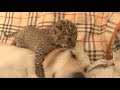 Endangered Leopard Mothered by Retriever, Accompanied by Lion, Tiger and Shepherd Dog