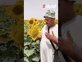 سطيف فلاح مسرور بمحصول عباد الشمس و يحكي تجربته الاولى