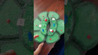model of stomata #plants #stomata #project #viral #youtubeshorts
