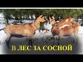 В лес за сосной