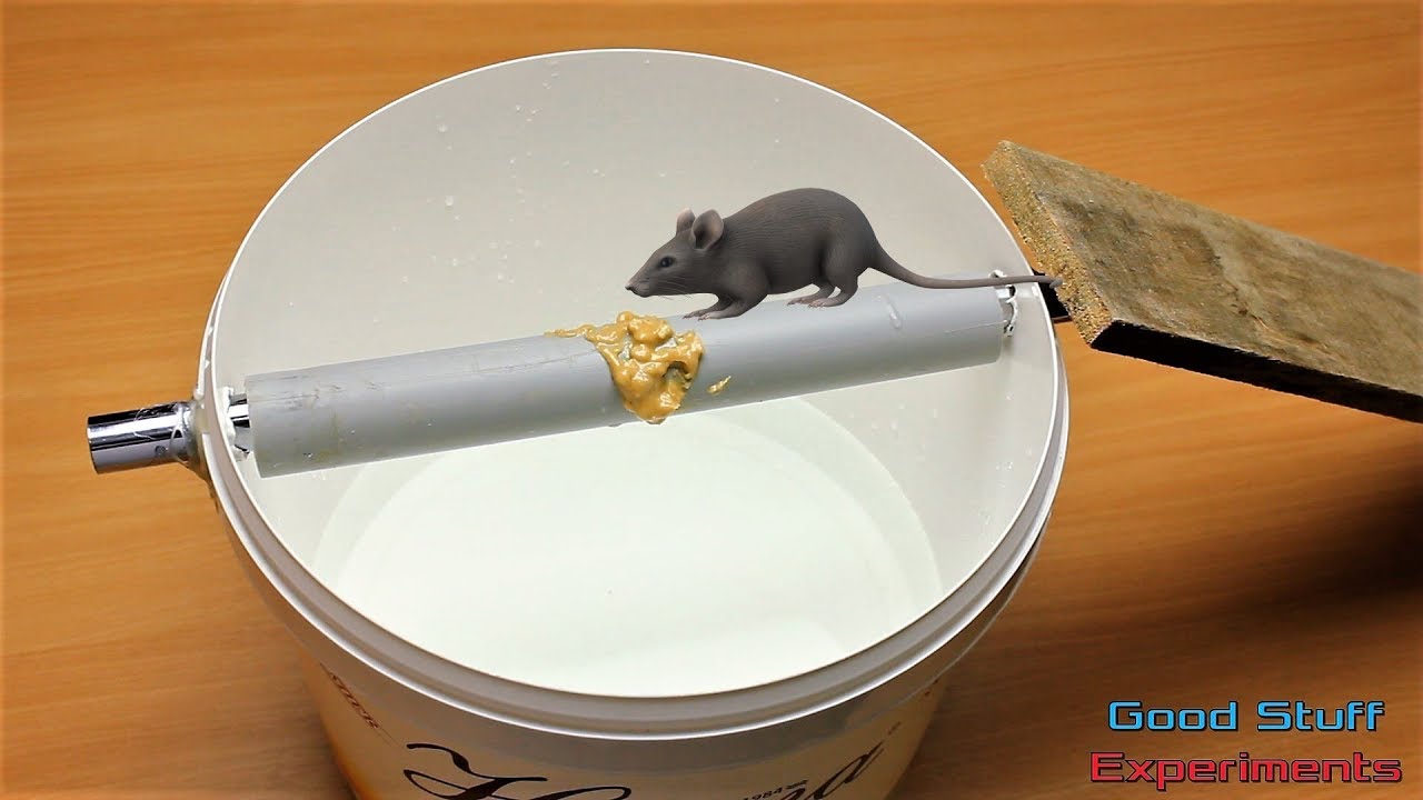 How To Make A Bucket Mouse Trap Best Trap Ever Youtube