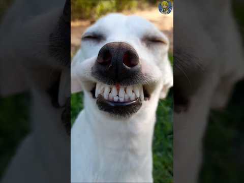 مقاطع حيوانات تموت ضحك Spiderman كلاب ميمز اكسبلور مضحك ميمز ضحك Anime ضحك ميمزضحك 