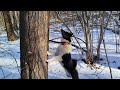 КАК НАТАСКАТЬ ЛАЙКУ/ НАТАСКА и ОБУЧЕНИЕ ЩЕНКА ЛАЙКИ В ЛЕСУ/ОБУЧЕНИЕ ШМЕЛЯ/