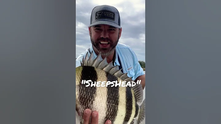 Use this advice to catch more & bigger #Sheepshead | #Shorts