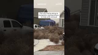 WATCH: Tumbleweeds invade Utah neighborhood