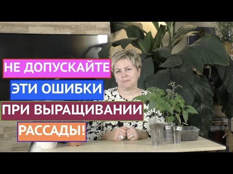 Видео: Щетите от гризачи покриват ли се от застраховка?