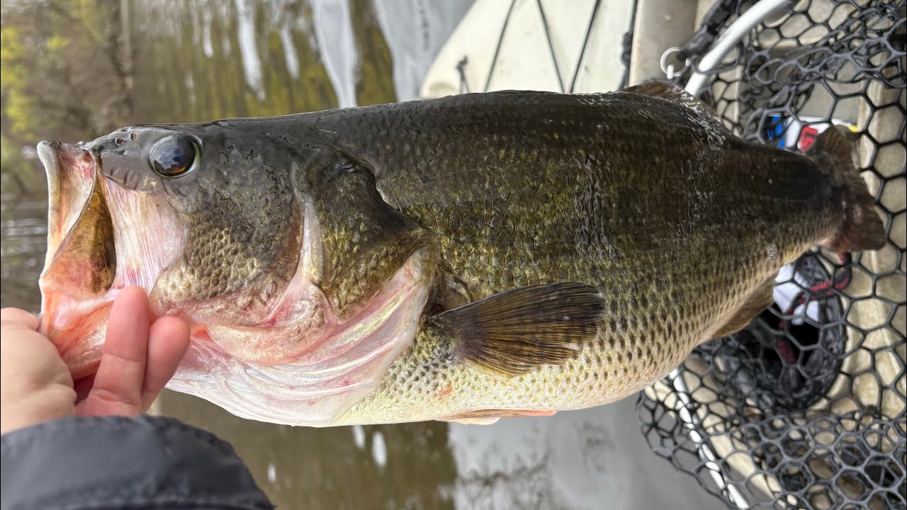 Wisconsin 5lb Bass #bigbass