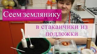видео: Сеем землянику в стаканчики из подложки. картинка: Сеем землянику в стаканчики из подложки.