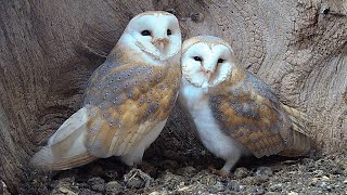 Barn Owl Pair Ready For Eggs | Gylfie & Finn | Robert E Fuller screenshot 4