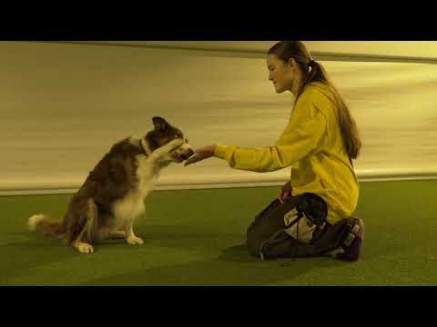 Video: Hvordan Behandle Hundens Labb