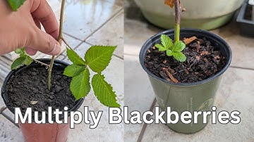The Easiest Ways to Propagate Blackberries (Tip Layering and More!)