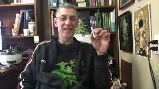 Skunk No 1 Marijuana Strain Review