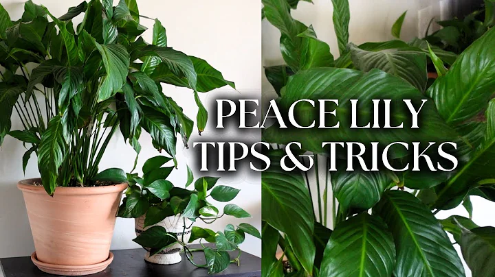 Revitalize Your Root Bound Peace Lily with this Step-by-Step Repotting Guide
