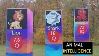 Animal intelligence 3D Comparison