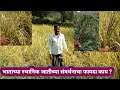 भाताच्या स्थानिक जातीचे संवर्धन व त्याचे फायदे | Rice seeds old veriety and its benefits