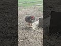 Chicken Grooming Itself – Relaxing Farm Life Moment 🐔🌿