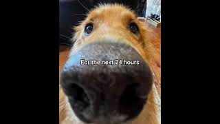 What Song Would You Play For 24 Hours georgieebom fyp dogmemes dogfunny