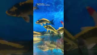Koi panda fish #panda koi fish #koi fish #koi pond #koikarp #aquarium #freshwaterfish #viral #shorts