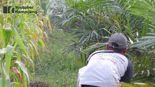 mikat burung ciblek batik 2023