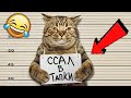 СМЕШНЫЕ ЖИВОТНЫЕ 2020 / ПРИКОЛЫ КОТЫ СОБАКИ, ЛУЧШИЕ ПРИКОЛЫ с Кошками и Собаками Funny Cats