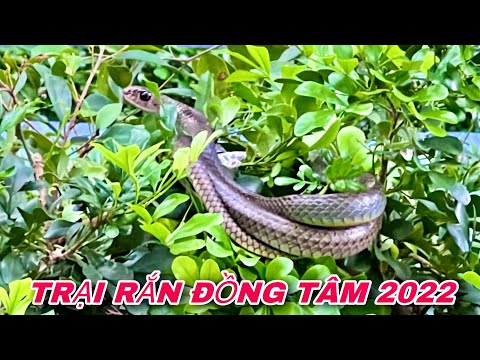 Video Trại Rắn Đồng Tâm 2022 Sở Thú Xanh Sạch Đẹp Giá Rẻ... - youtube