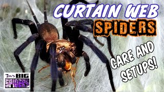 Dipluridae  Large 'Curtain Web Spiders' Care and Setup