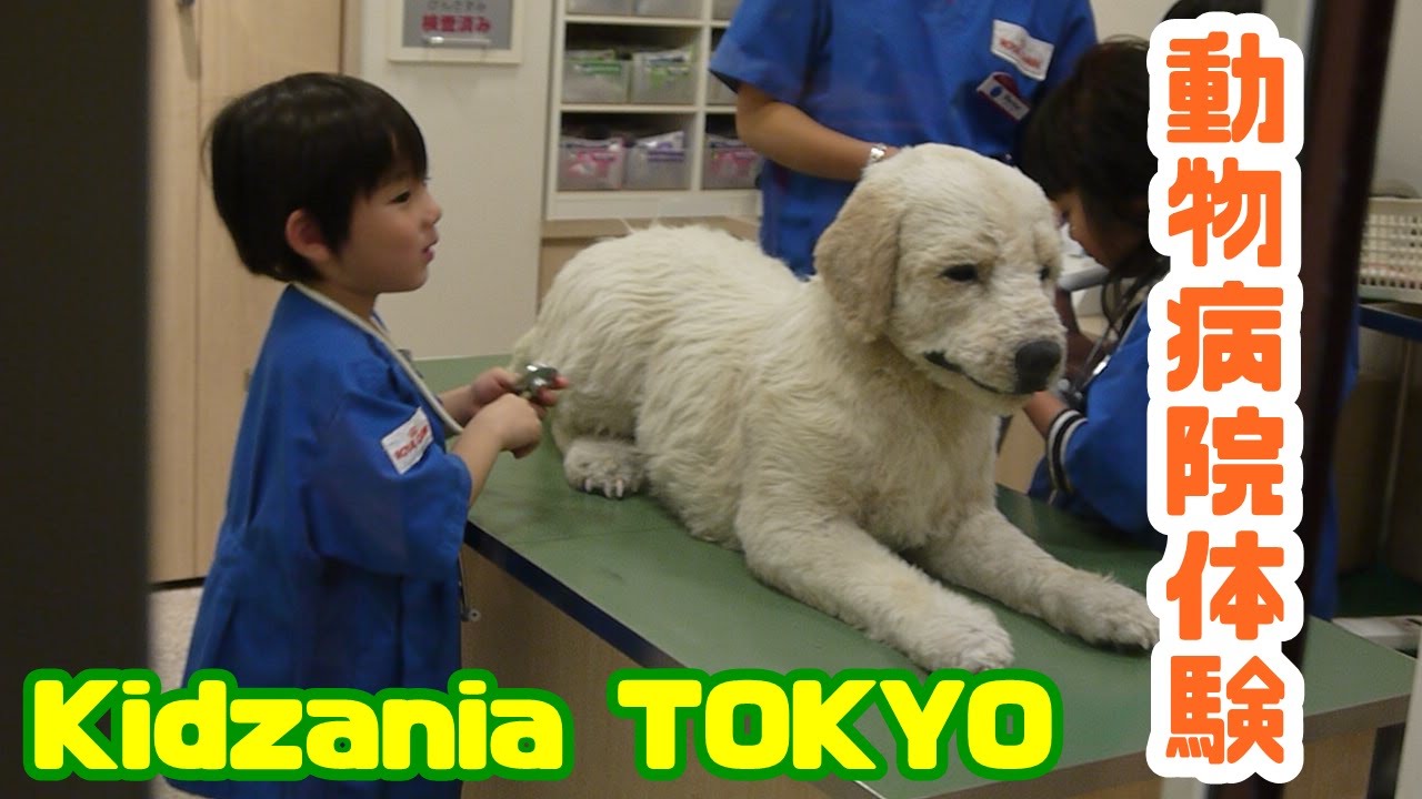 キッザニア東京で動物病院のお仕事体験！ Kidzania TOKYO - YouTube