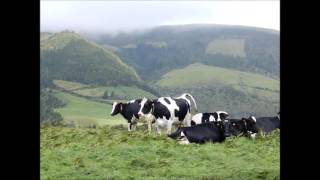 Riding in Azores trip to Agua de Pau