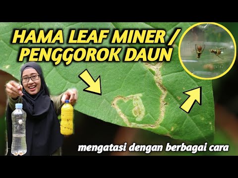 Video: Apa Itu Lalat Hijau - Apa yang Lalat Hijau Lakukan Terhadap Tanaman Di Kebun