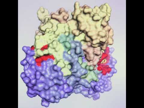 Coronavirus SARS-CoV-2: BESSY II data accelerate drug development