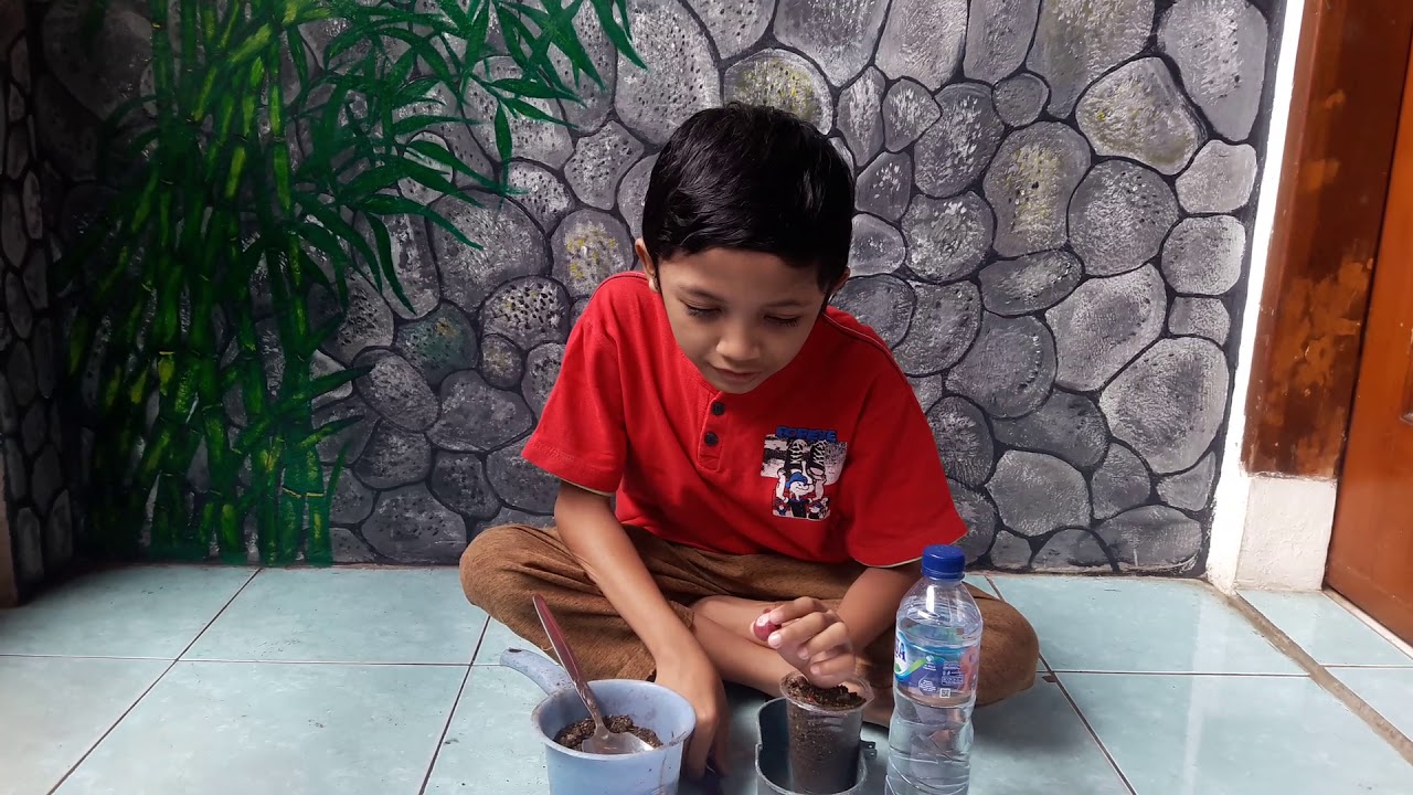 Cara menanam bawang merah di aqua gelas 