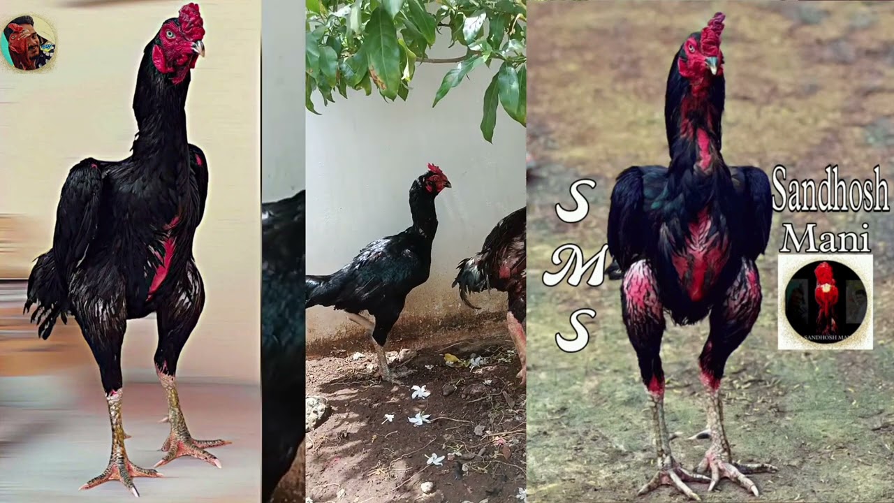 டாப் 7 சண்டை சேவல்கள்