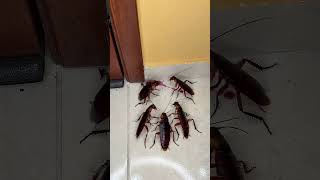 Cómo ponerle fin a las cucarachas #reels #shorts #short #shortvideo #tips #home #consejos #casa