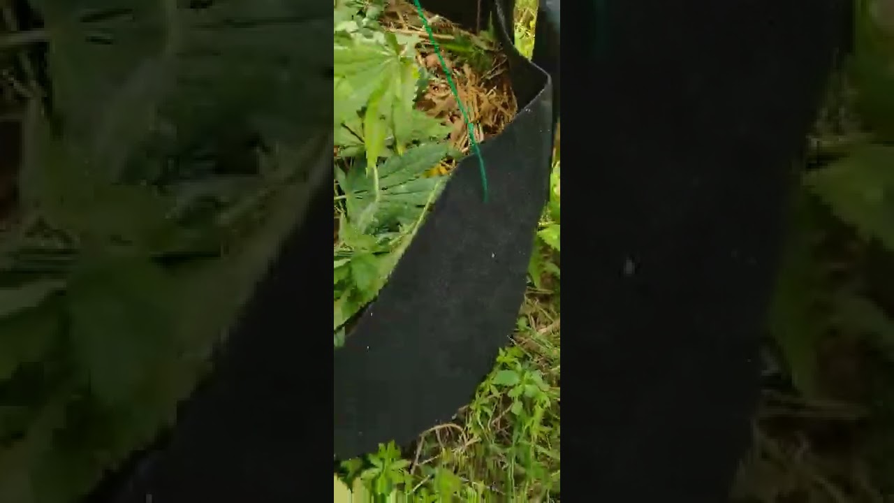 outdoor guerilla///episode 13