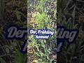 Die ersten Boten des Frühlings | Naturblick