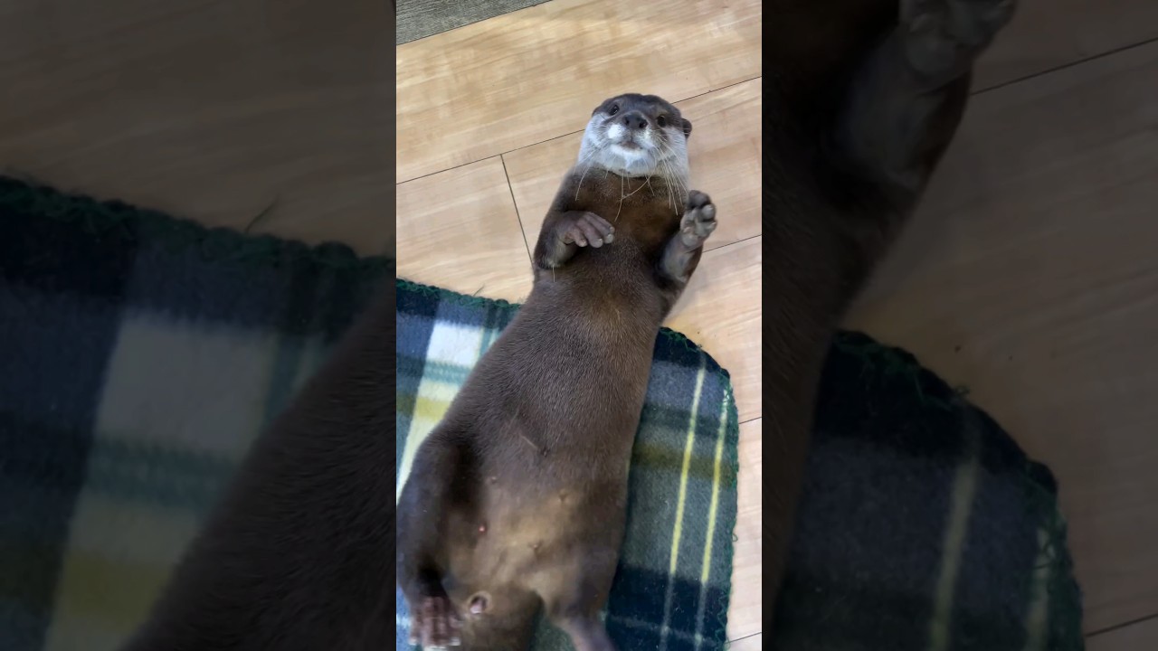Otter Stretchable dance🦦😁🥰|Cute Otter  