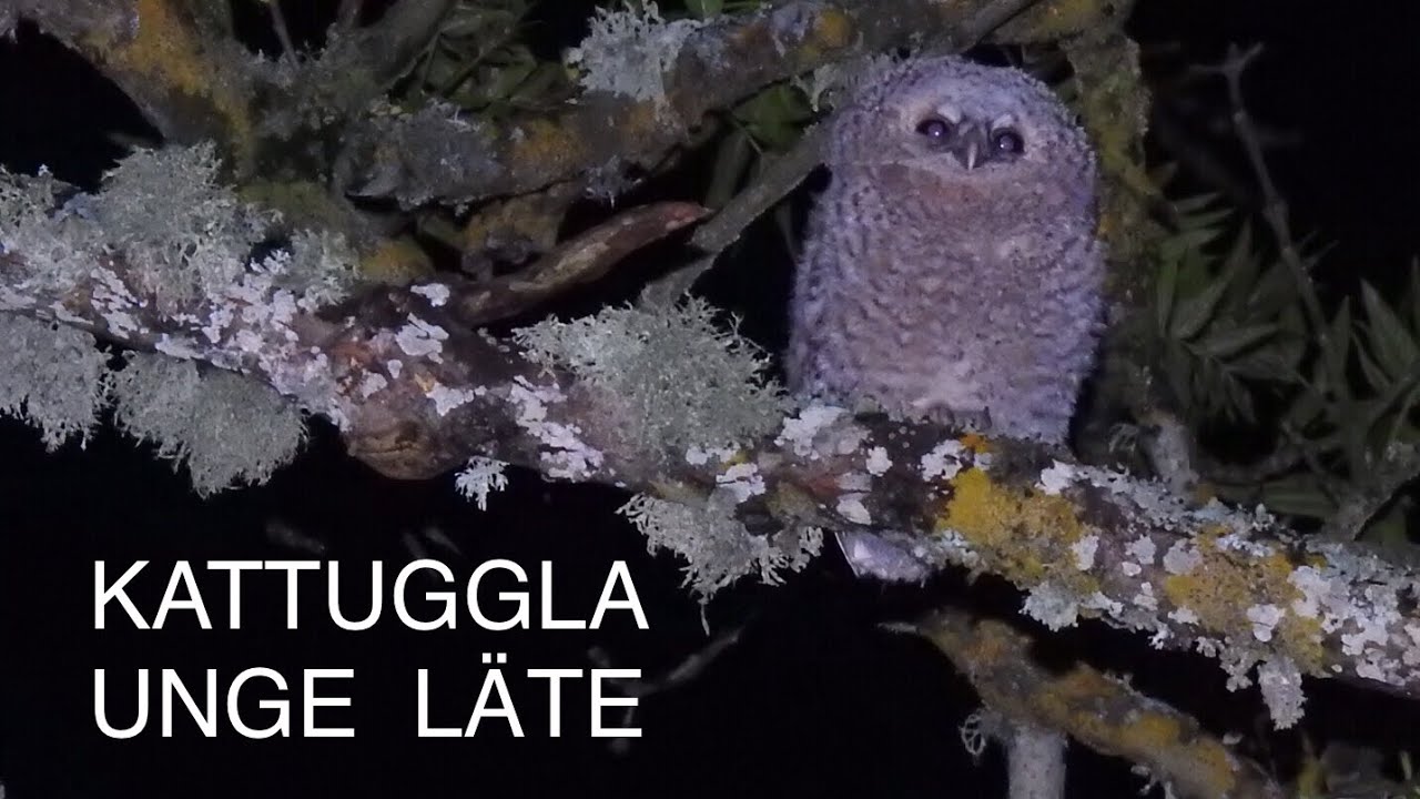 Vad är det för fågel? Fågelskådning iFokus