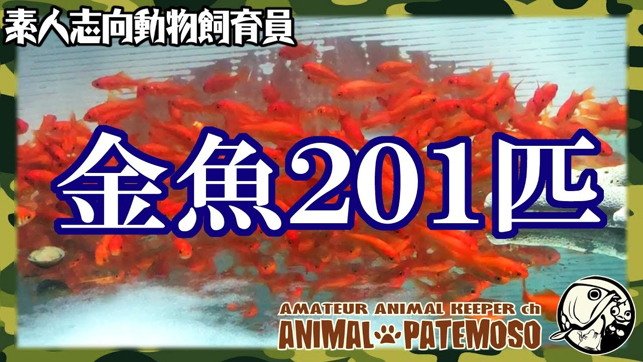 水槽を立ち上げたので金魚を201匹買ってきた!【アクアリウム】【熱帯魚 