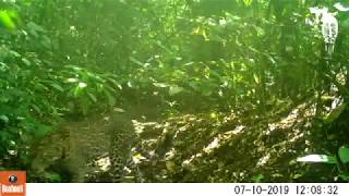 Leopard Walks Across Path