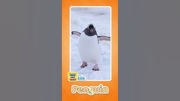 Learn Penguin Sound 🐧 | Cute Bird Video for Kids