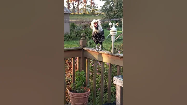 Elvis the rooster greets the morning