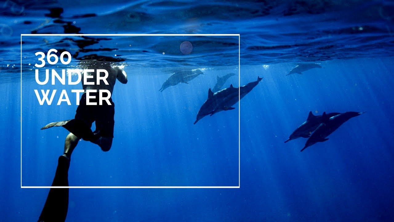 家族でハワイ 日本から家族でバーチャル イルカツアーに参加しよう Allhawaiiオールハワイ