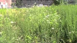 Brownfields 1