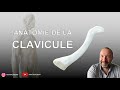 Anatomie de la clavicule